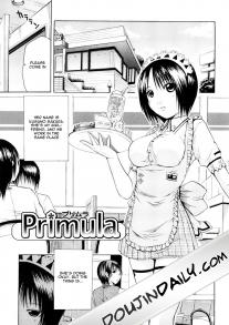 Primula